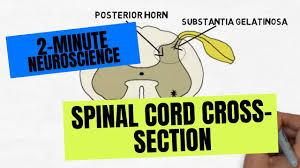 spinal cord cross section