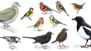 common garden birds