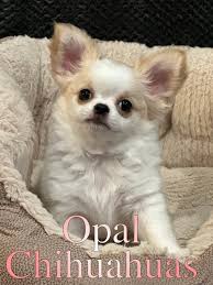 chihuahua puppies opal