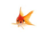 Image result for terrified goldfish