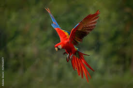 photo art print macaw parrot flying