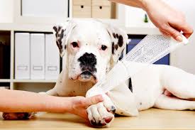 joint dislocation in dogs signs