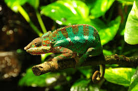panther chameleon breed profile