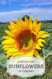 Hunting For Sunflowers In Tuscany My