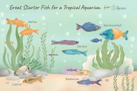 Good Fish For Starting A Tropical Fish Aquarium