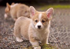 Corgi, pem, pwc and pembroke are the dog's other names. Pembroke Welsh Corgi Puppies For Sale Akc Puppyfinder