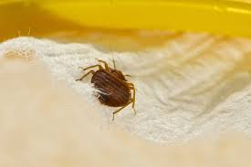can bed bugs breed in my carpet or curtain