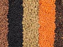 What is a lentil considered?