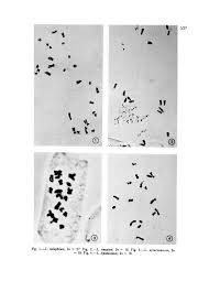 CHROMOSOME NUMBERS IN THE SICILIAN SPECIES OF ...