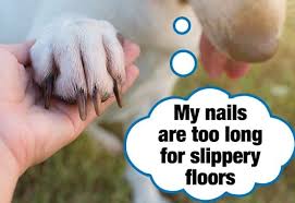 14 tricks to stop your dog slipping and