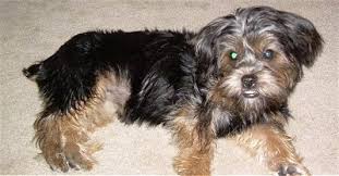 Shih tzu terrier mix puppies. Silky Tzu Dog Breed Information And Pictures