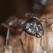 how to get rid of carpenter ants by