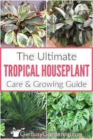 How To Grow Tropical Plants Indoors