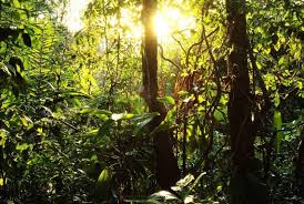 tropical rainforest facts