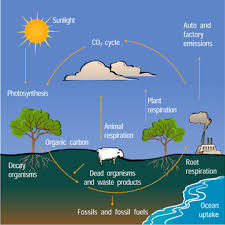 5 steps of the carbon cycle process