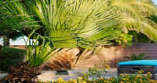 Planting Around Your Palm Tree
