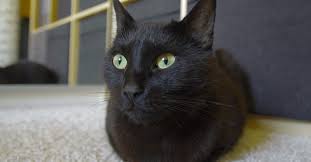 We may have donations we can provide to you. Adopt Black Cats And Kittens This October At Adopt Shop Adopt And Shop