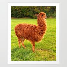 llama on meadow cuzco peru ginger art