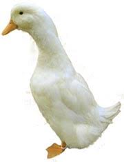 Duck Breeds Guide Photos And Breed Information