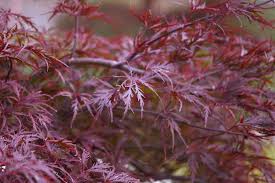 grow and care for red dragon anese maple