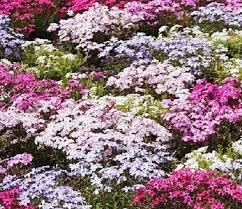 colour phlox mix seeds