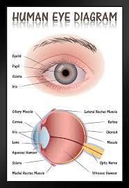 Amazon Com Human Eye Anatomy Medical Chart Educational