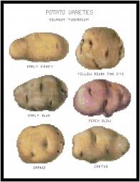 Potato Varieties Pattern Chart Graph