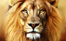 lion head wallpapers top free lion