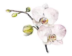 Orchid Painting Print From Original
