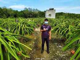 5 cara menanam buah naga mudah dan pasti berbuah. Lawatan Ke Ladang Buah Naga Hl Dragon Fruit Eco Farm Sepang Selangor Aerill Com Lifestyle