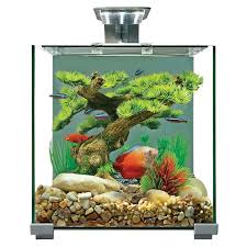 27 small fish tank ideas complement