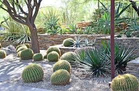 desert botanical garden in camelback