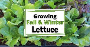Growing Lettuce In The Fall Early