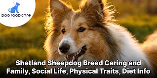 shetland sheepdog breed caring and