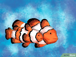 How To Breed Clownfish 15 Steps With Pictures Wikihow