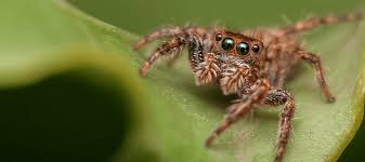 most common florida spiders in homes