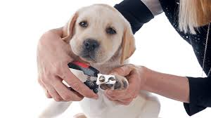 how often to trim dog nails a simple