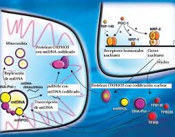 El ADN mitocondrial en sangre, posible marcador de enfermedad renal |  DiarioMedico