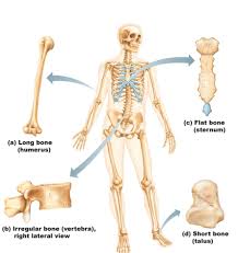 Function And Classification Of Bones Anatomy Physiology