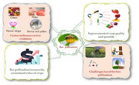overview of bee pollination and its