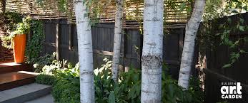 Silver Birch Bulleen Art Garden
