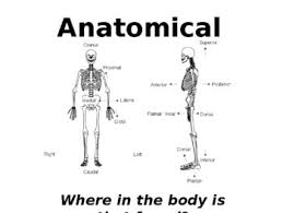 The ribs are lateral to the sternum. Anatomical Position Worksheets Teaching Resources Tpt