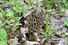 how to identify morels rebecca lexa