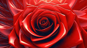 red rose background image and wallpaper