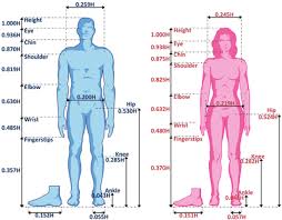 Human body internal organs and parts info poster vector human body internal organs and parts info poster vector · human organ skeleton and muscular system . Standard Properties Of The Male And Female Bodies Download Scientific Diagram