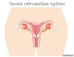It includes a pair of testes along with accessory ducts, glands and the external genitalia. Women Reproduction Anatomy Female Reproductive System Blank Body Silhouette Oviduct Ovary Vagina Uterus Cervix Front View Body Organs Diagram Education Drawing Vector Stock Vector Adobe Stock