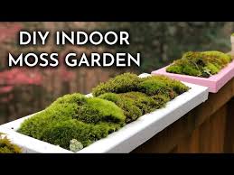 How To Grow Indoor Live Moss Garden