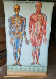 Details About Vintage Rare Denoyer Geppert Anatomy Chart Kl1 Skeletal Muscles Front View