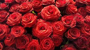 royalty free photo red roses pickpik