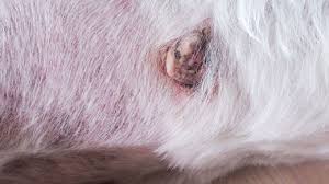 Unexplained lumps and bumps several forms of cancer can cause lumps or bumps on your dog's body, including a mammary gland tumor. Dog Skin Cancer Types Symptoms And Treatment Thegoodypet